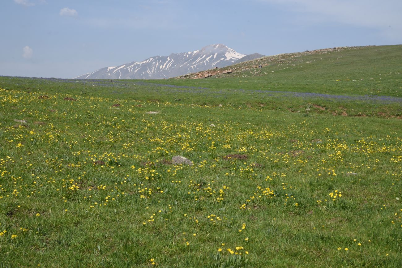 Локальный перевал, image of landscape/habitat.