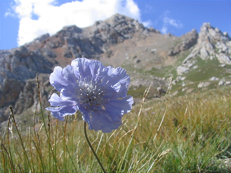 Гора Шалбуздаг, image of landscape/habitat.
