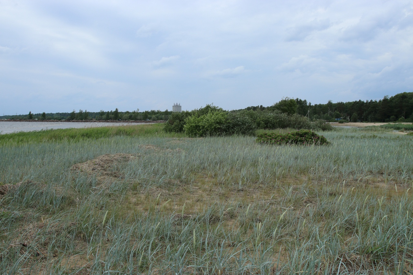 Сосновый Бор, image of landscape/habitat.