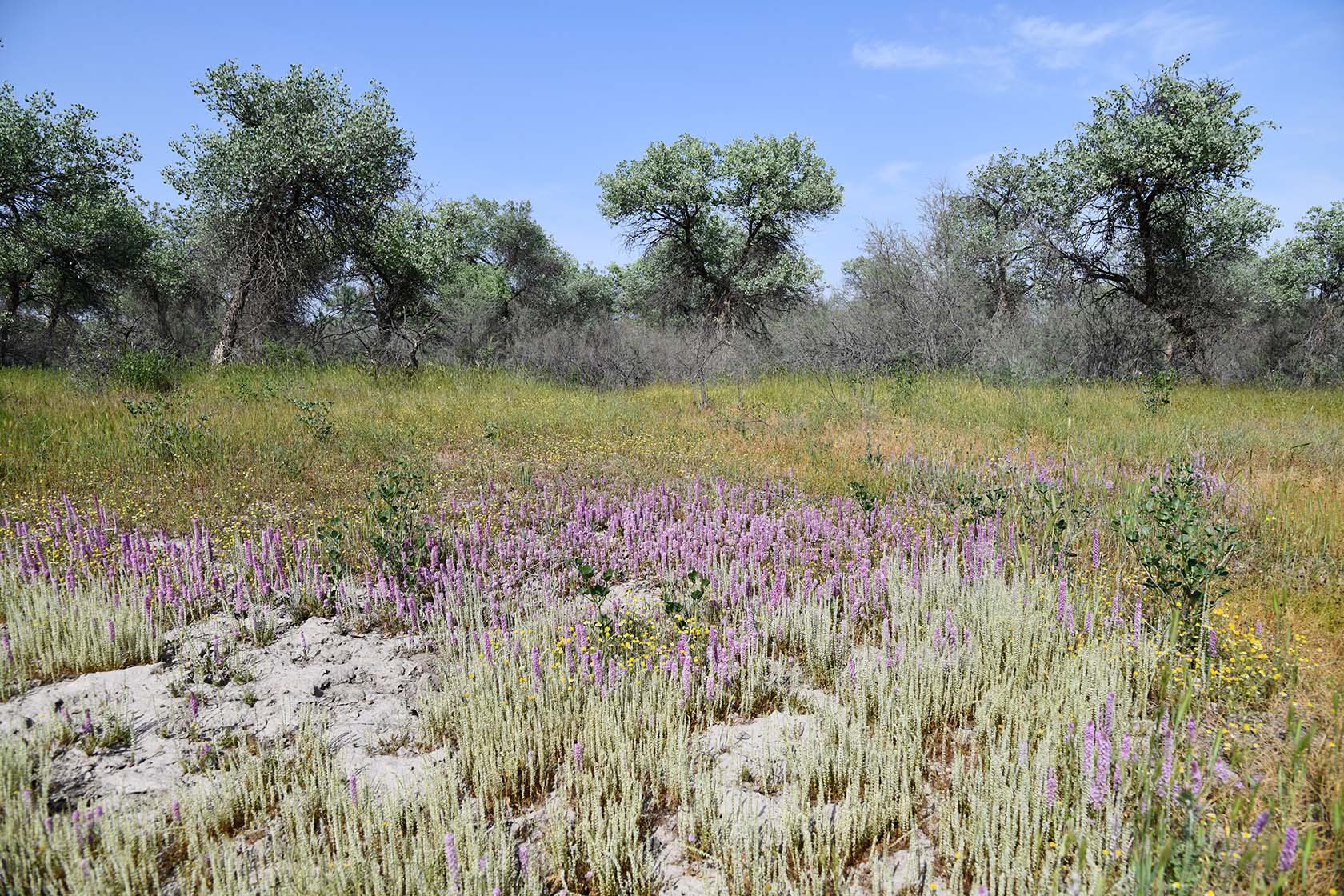 "Королевская дача", image of landscape/habitat.