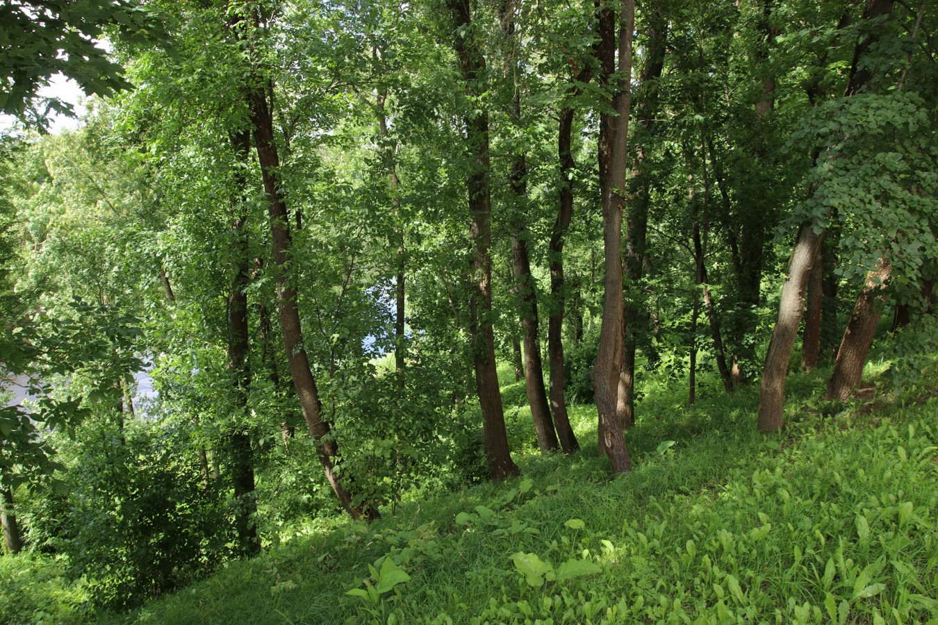 Центр Витебска, image of landscape/habitat.