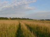 Image of landscape
