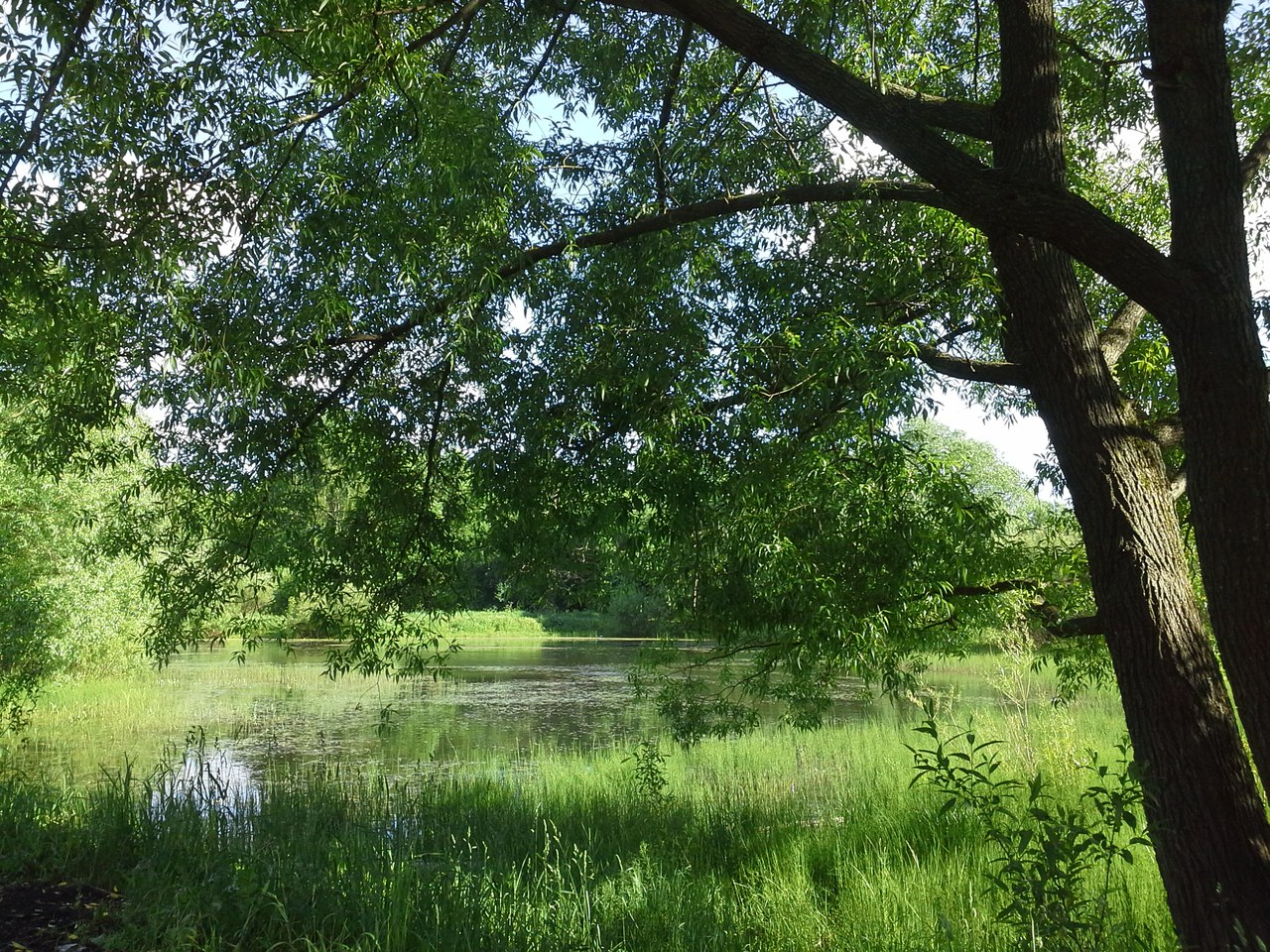 Бутовский лесопарк, image of landscape/habitat.