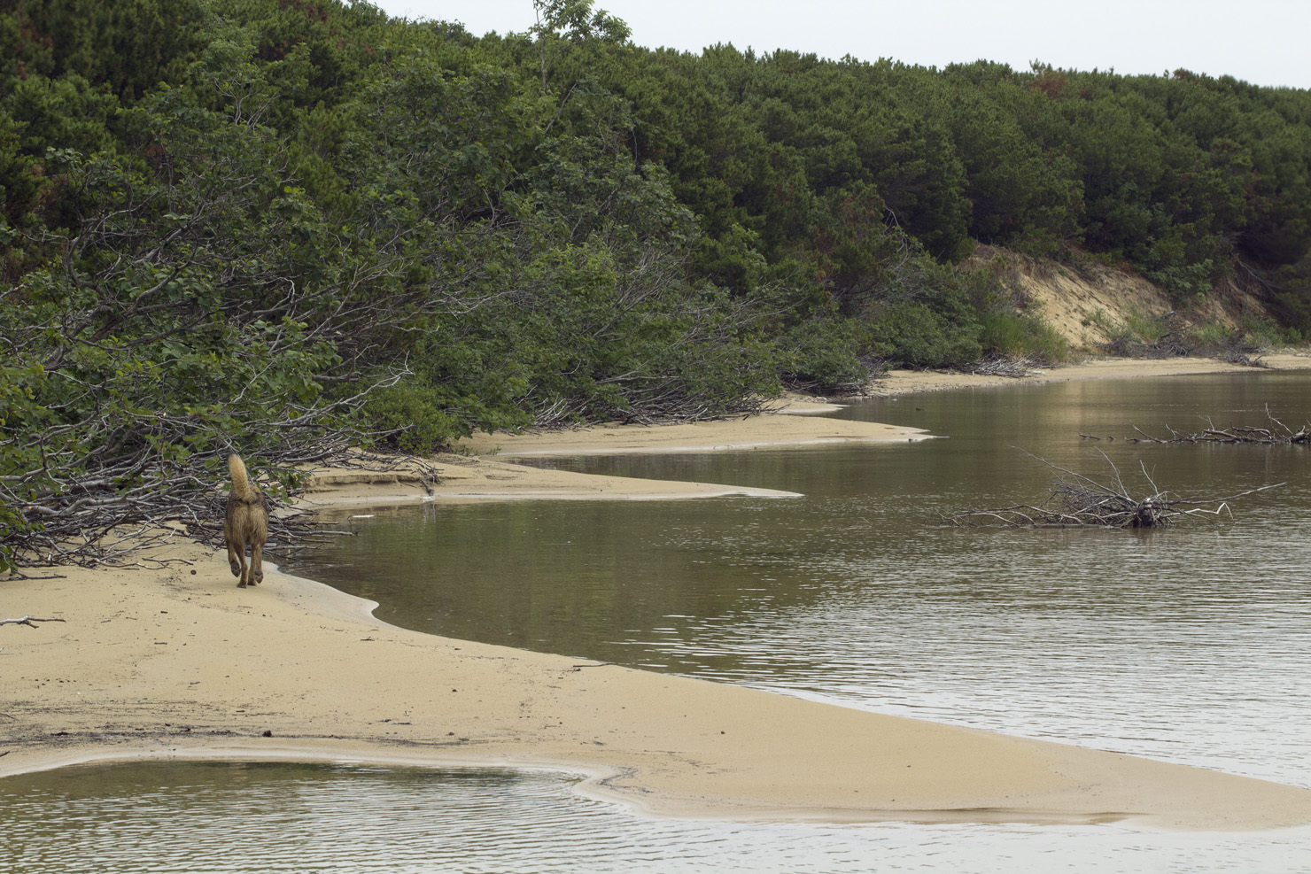 Озеро Светлое (Сладкое), image of landscape/habitat.