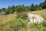 Азишский перевал, image of landscape/habitat.