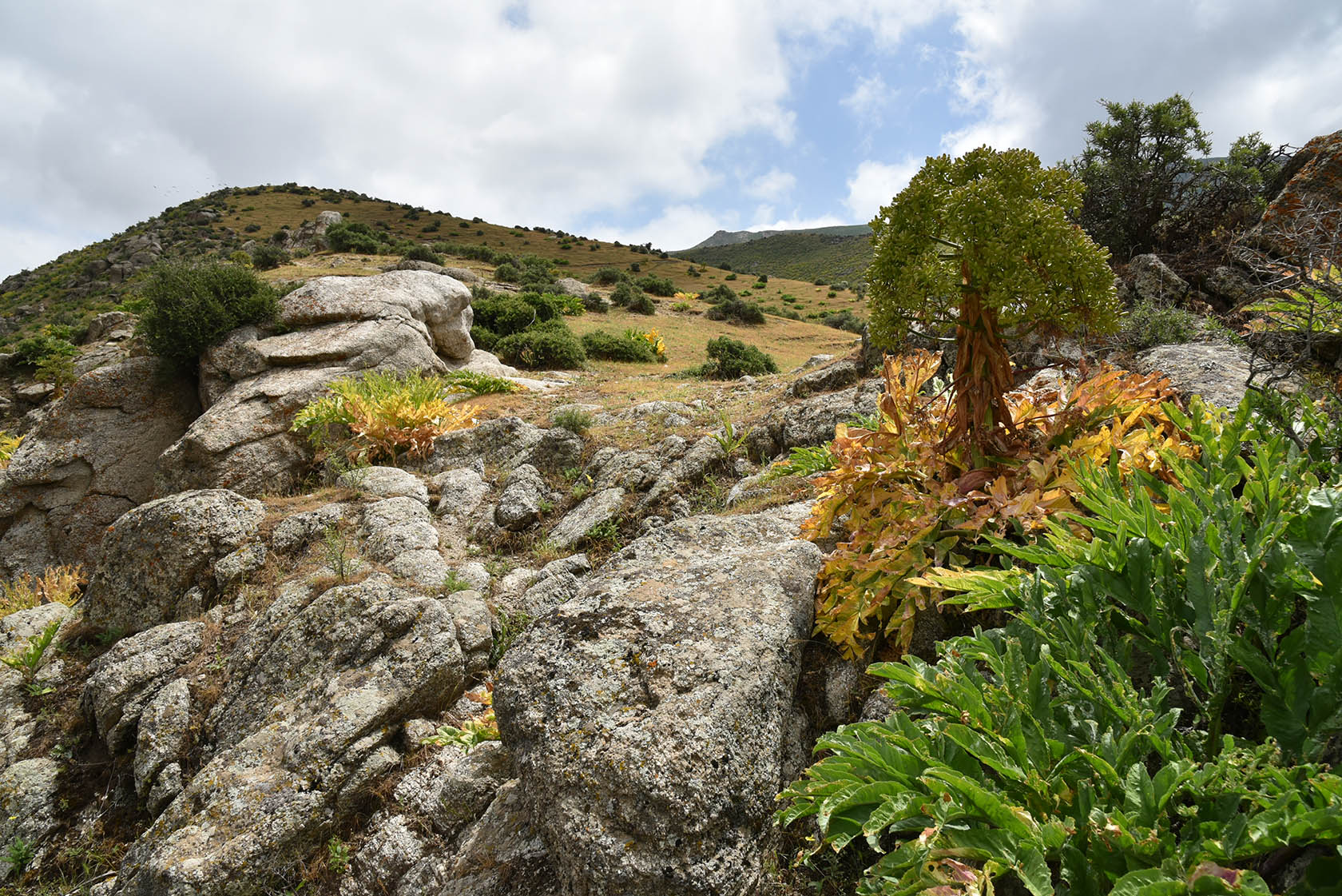 Терсак, image of landscape/habitat.