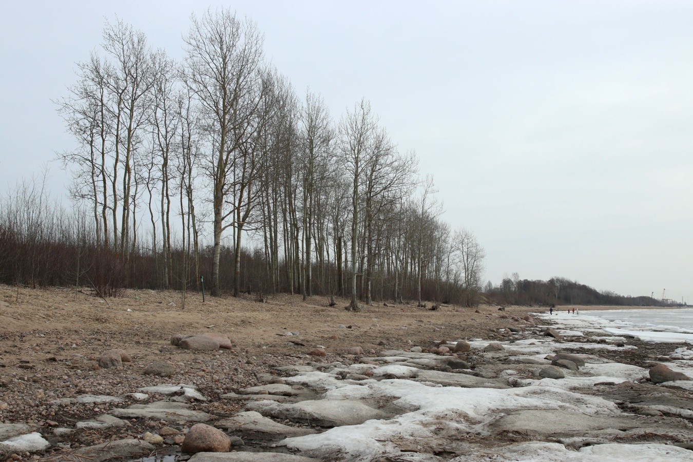Западный Котлин, image of landscape/habitat.