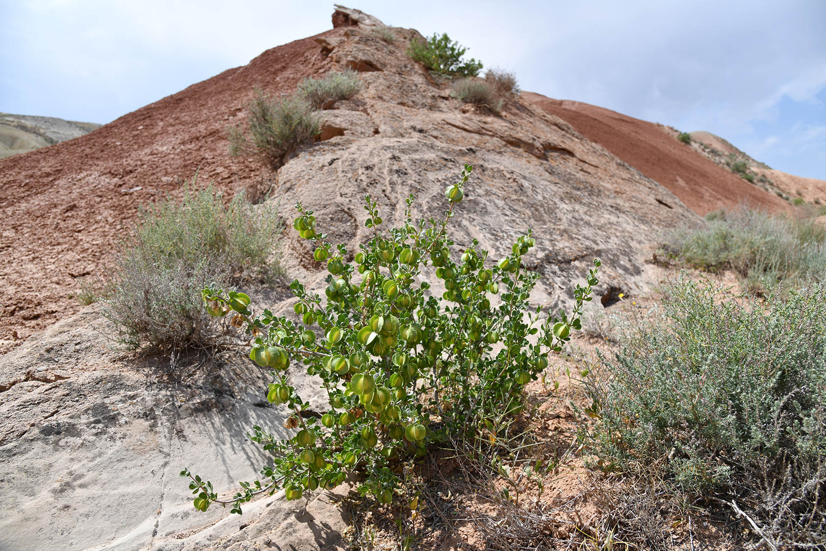 Исфара, image of landscape/habitat.