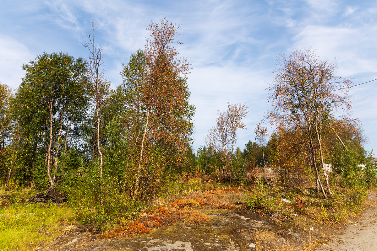 Мурманск, image of landscape/habitat.