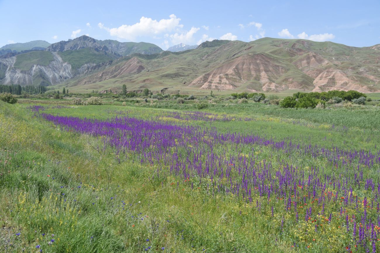 Акчай, image of landscape/habitat.
