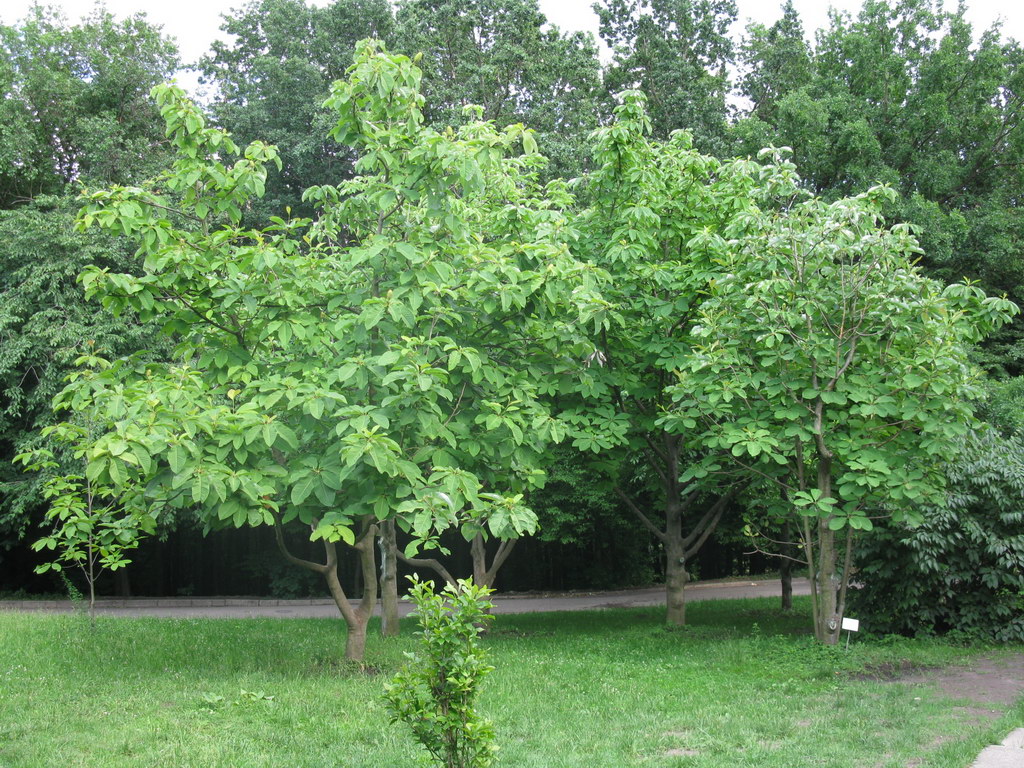 Ботсад им. Гришко, image of landscape/habitat.