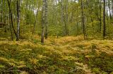 Image of landscape