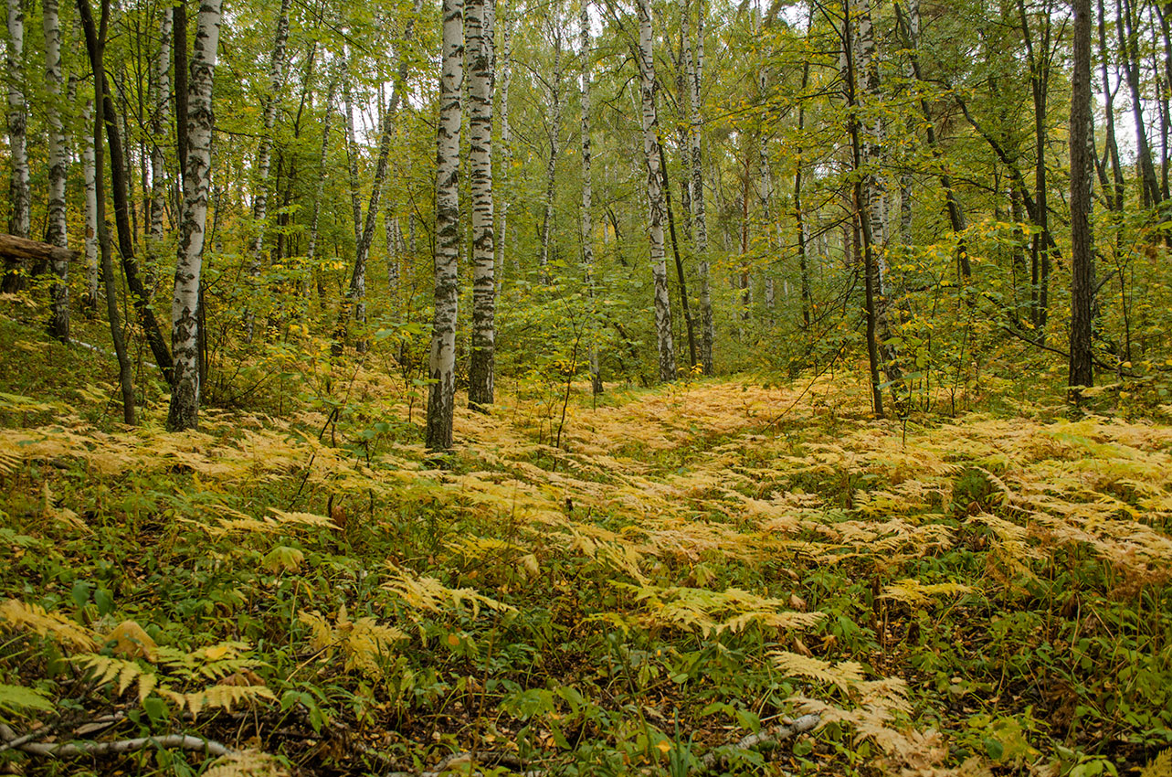 Мурадымовское ущелье, image of landscape/habitat.