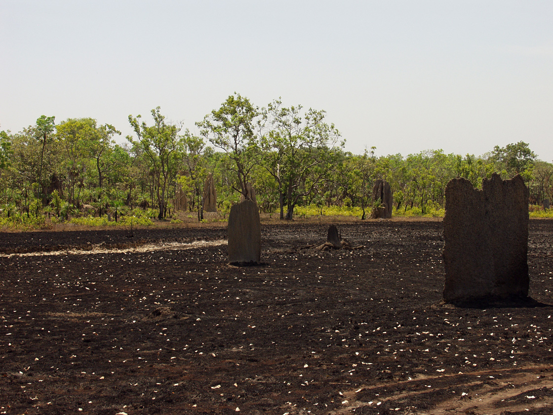 Litchfield Park, image of landscape/habitat.