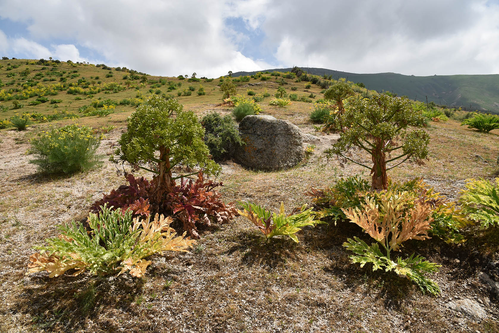 Терсак, image of landscape/habitat.