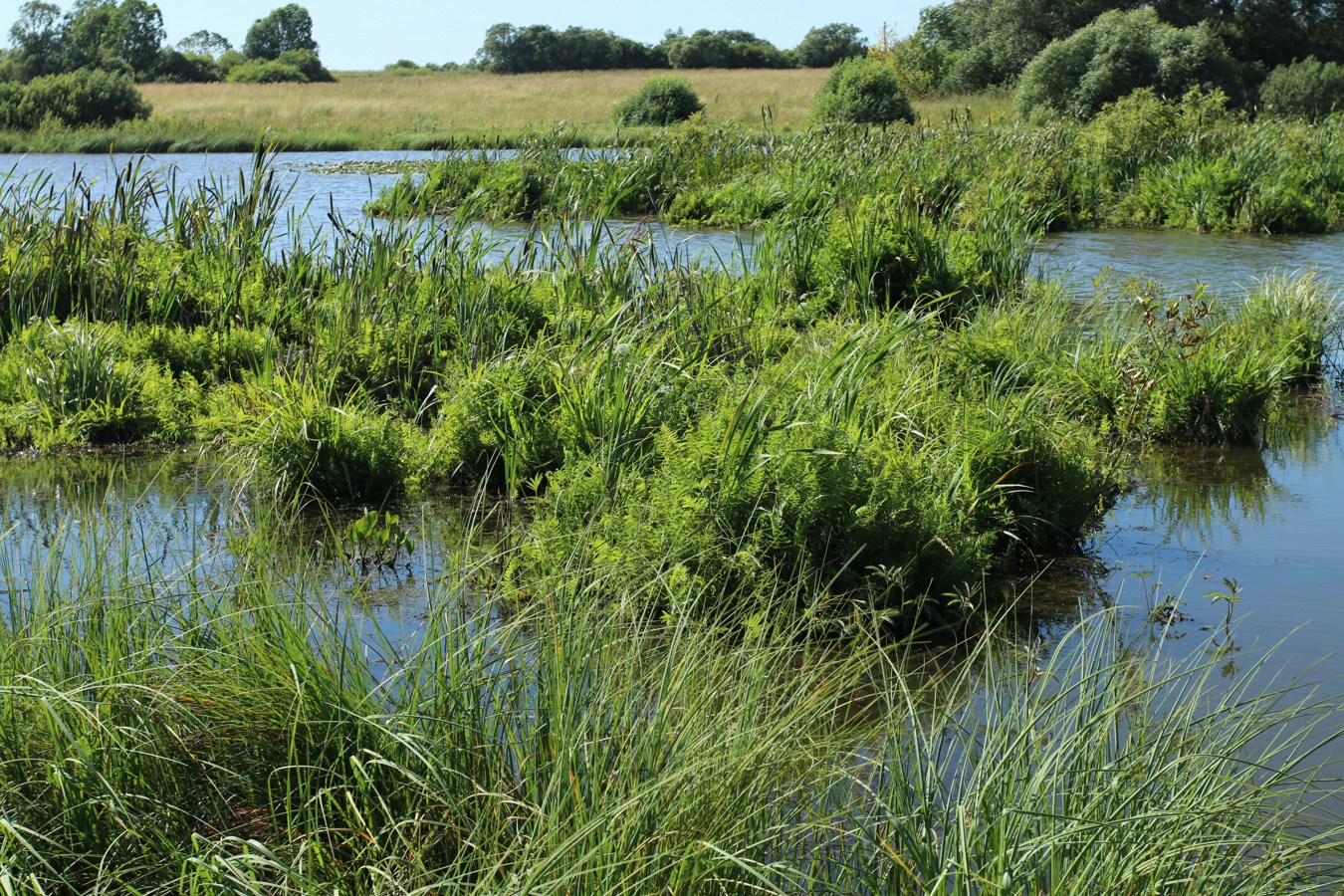 Местечко и окрестности, image of landscape/habitat.