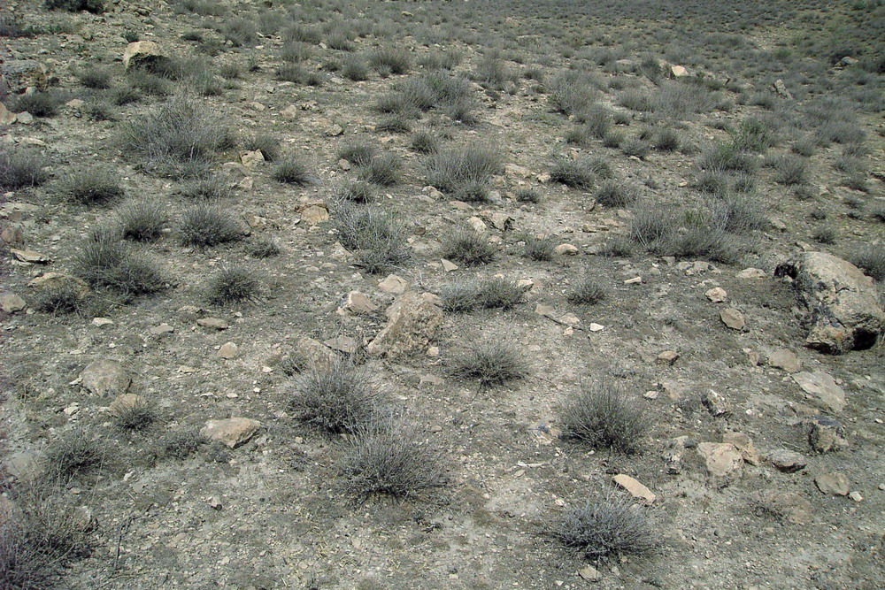 Гораванские пески, image of landscape/habitat.