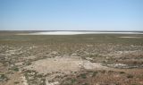 Байконур, image of landscape/habitat.