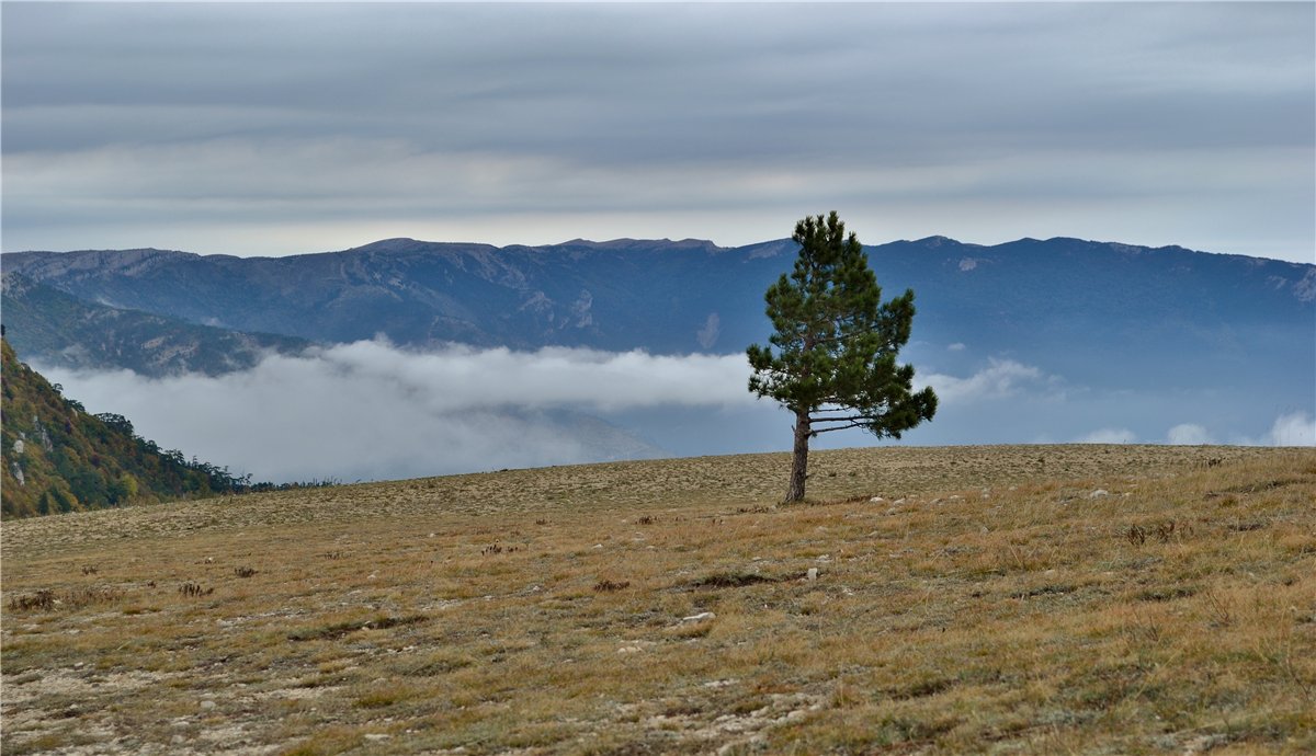 Ай-Петринская яйла, image of landscape/habitat.