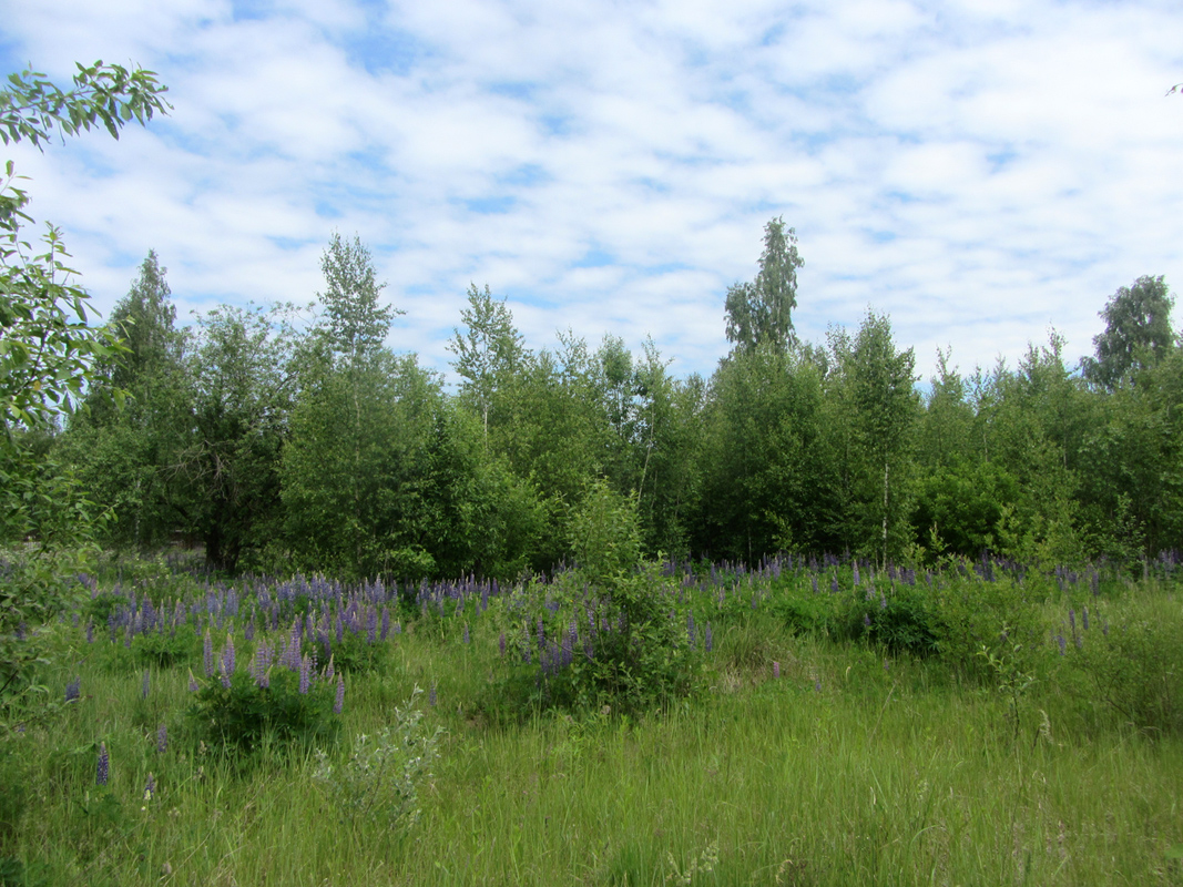 Мачулищи и окрестности, image of landscape/habitat.