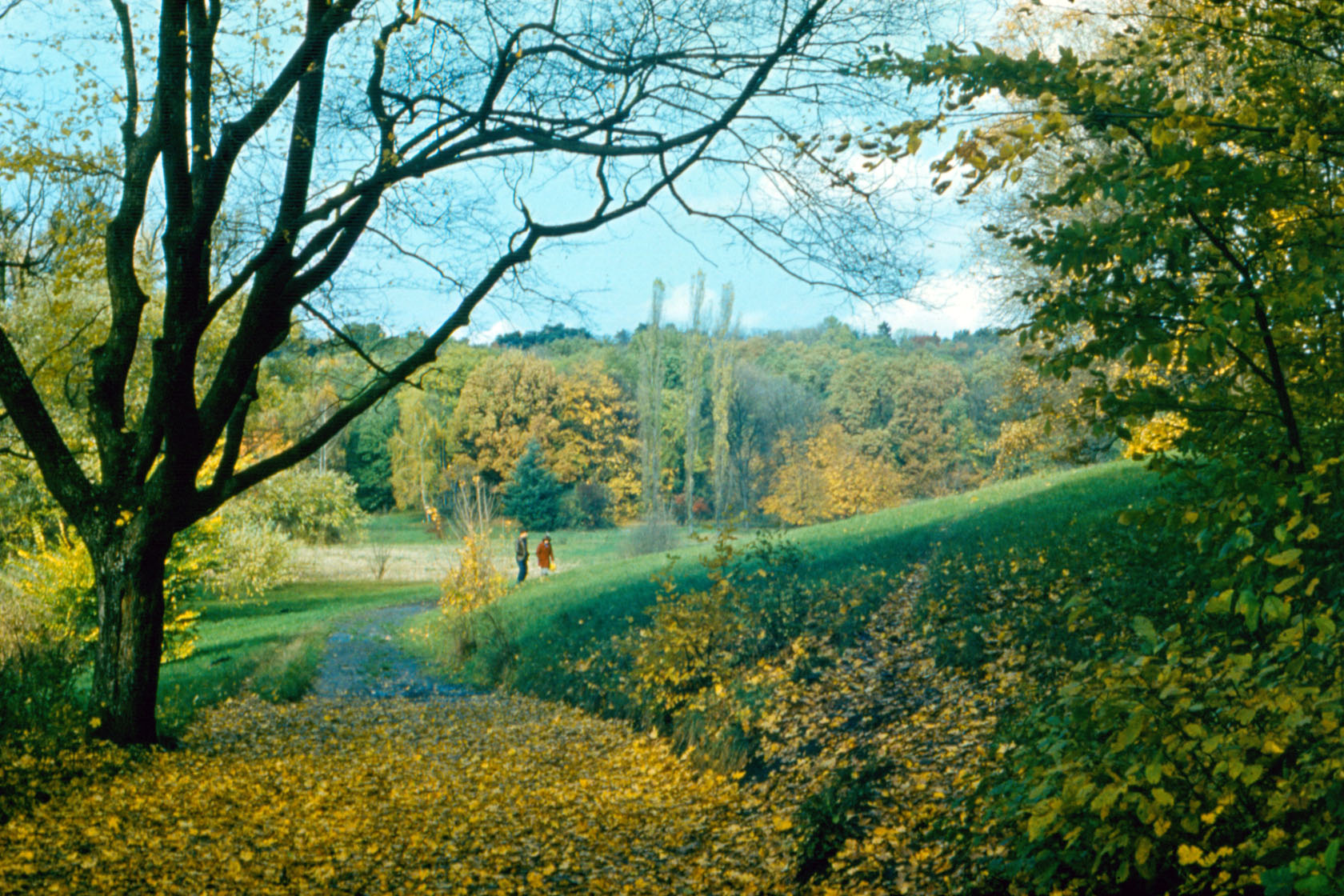 Цаульский парк, изображение ландшафта.