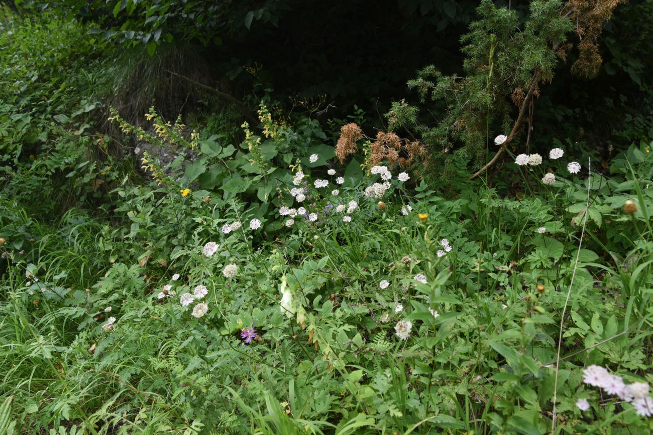 Ещё один левый приток Цесиахк, image of landscape/habitat.