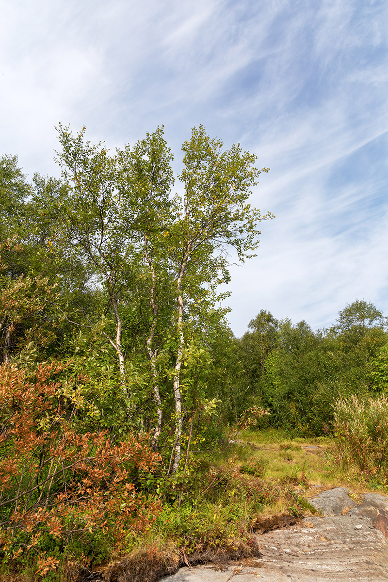 Мурманск, image of landscape/habitat.