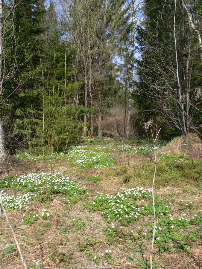 Матвейково, image of landscape/habitat.