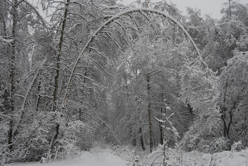 Железнодорожный, image of landscape/habitat.