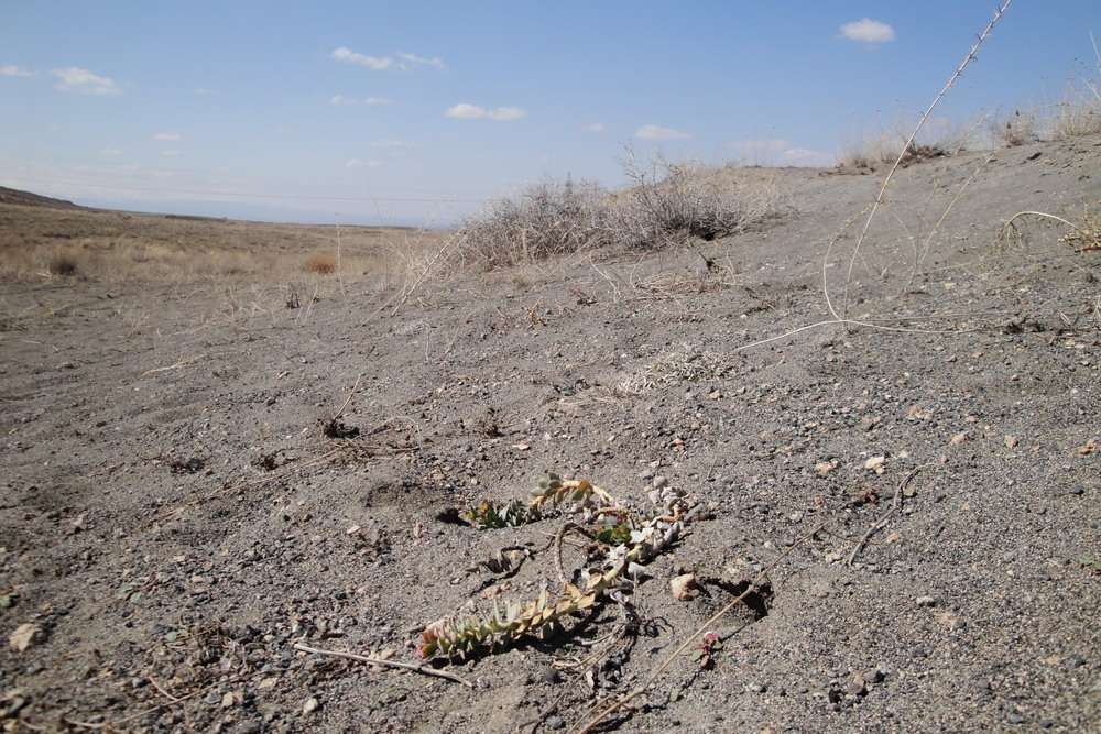 Гораванские пески, image of landscape/habitat.