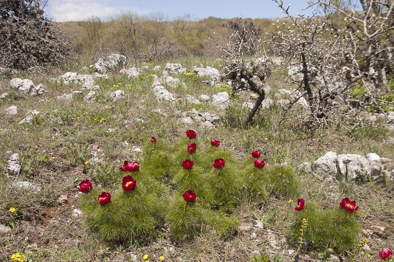 Окрестности скалы Биюк-Исар, image of landscape/habitat.