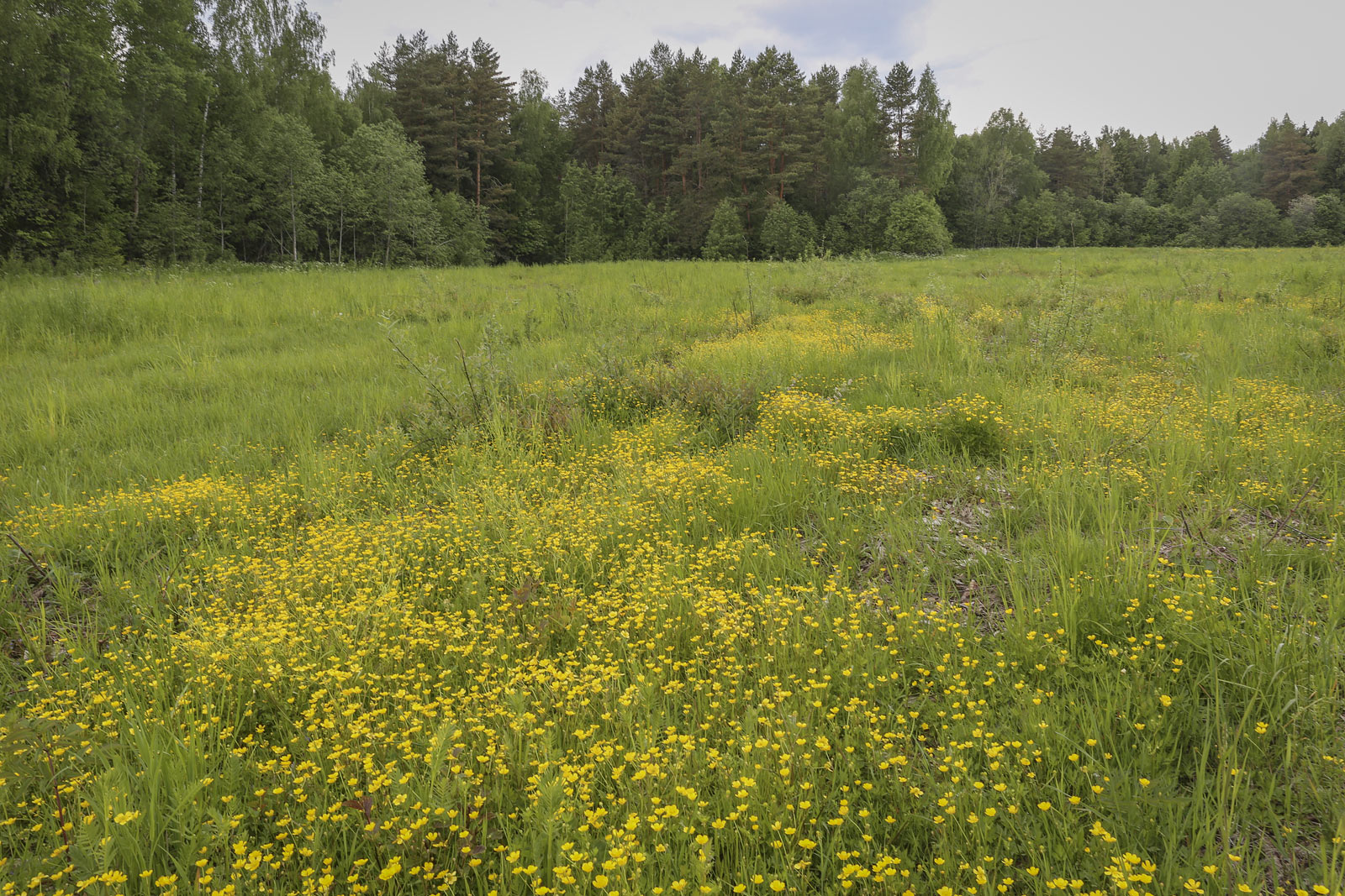 Старая Слобода и окрестности, image of landscape/habitat.