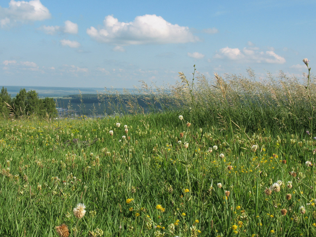 Бавлы, image of landscape/habitat.