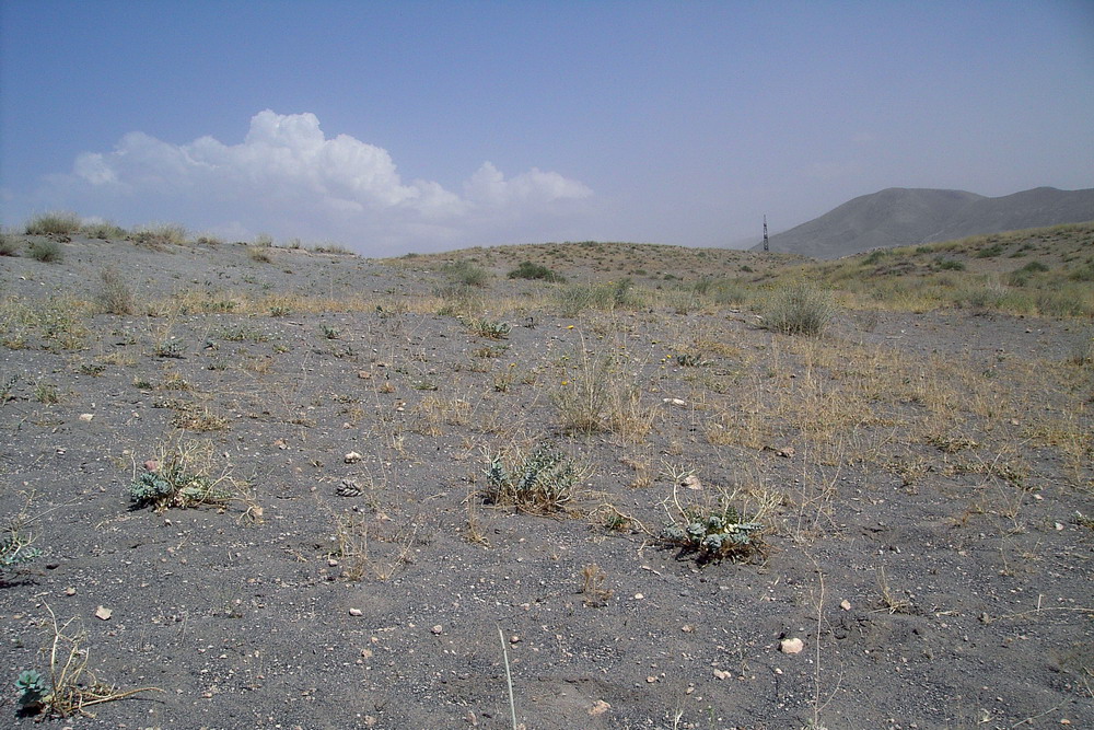 Гораванские пески, image of landscape/habitat.