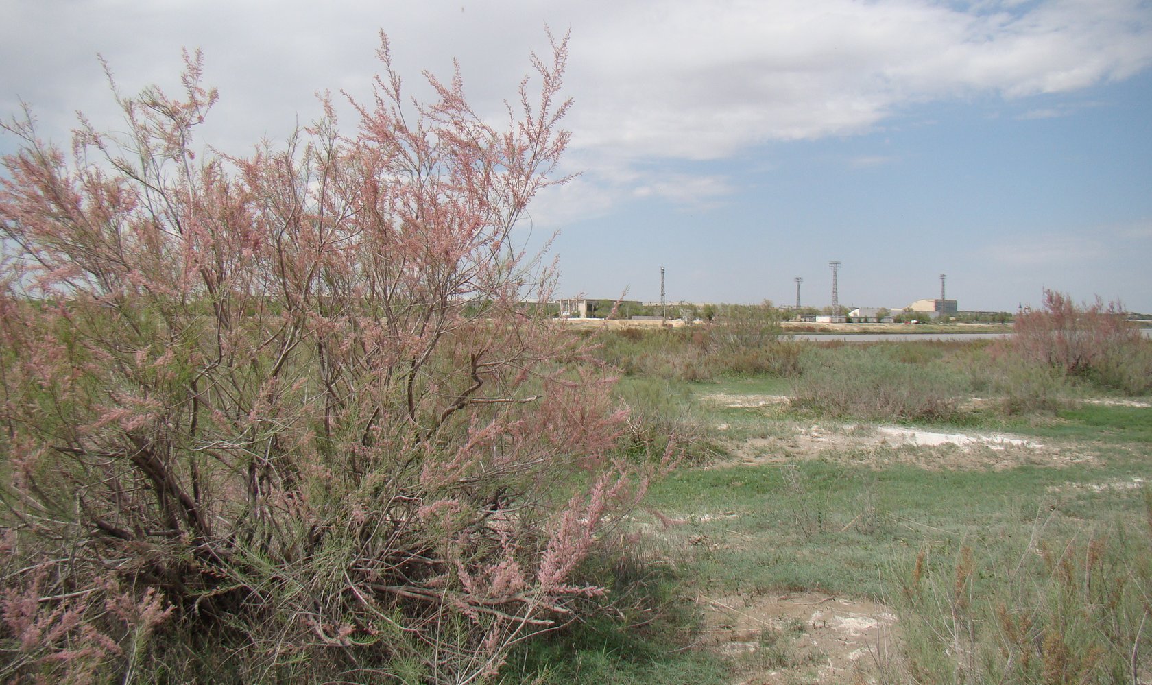 Байконур, image of landscape/habitat.