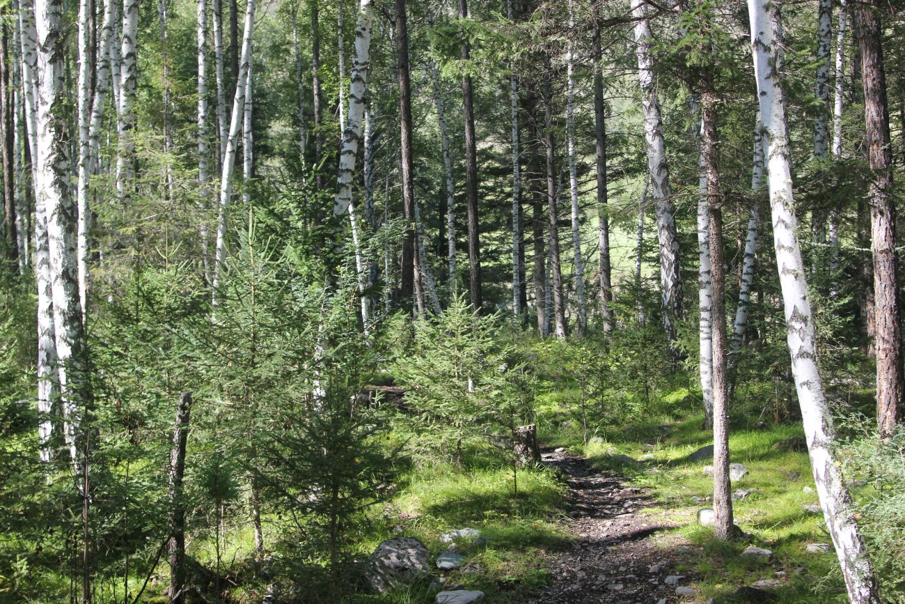 Окрестности реки Казнахта, image of landscape/habitat.