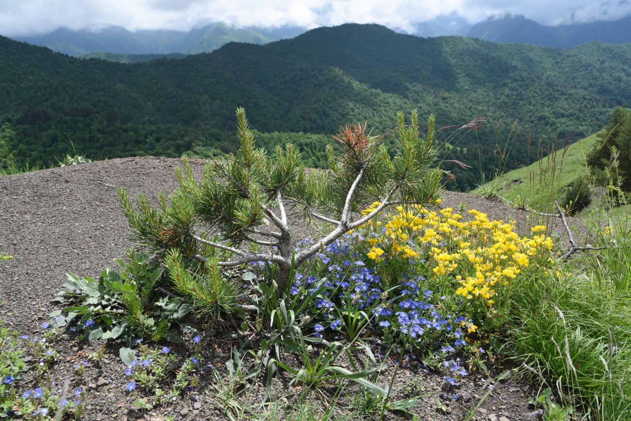 Окрестности урочища Мухул, image of landscape/habitat.