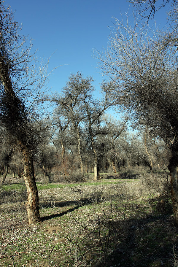 Окрестности Сюткента, image of landscape/habitat.