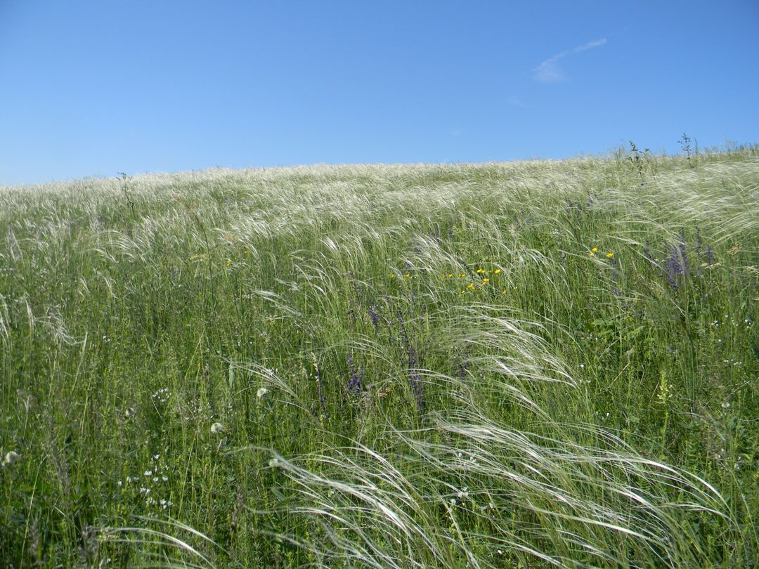 Склоны близ Грабовки, image of landscape/habitat.