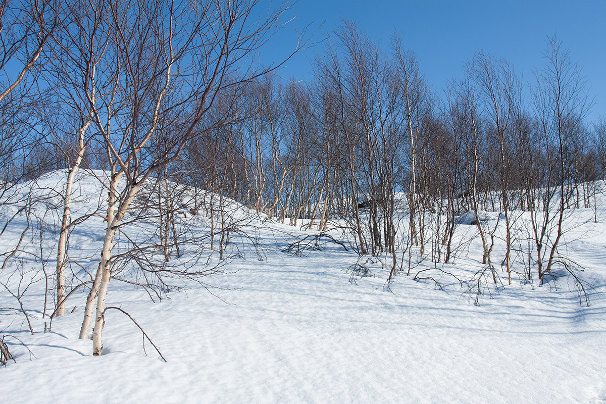 Горелая сопка, image of landscape/habitat.