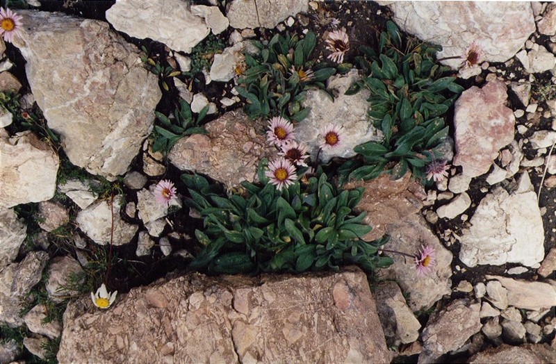 Гора Шалбуздаг, image of landscape/habitat.