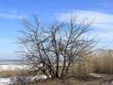 Куйбышевское водохранилище, image of landscape/habitat.