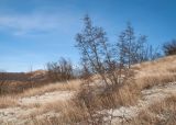 Урочище Солдатский Бугор, изображение ландшафта.
