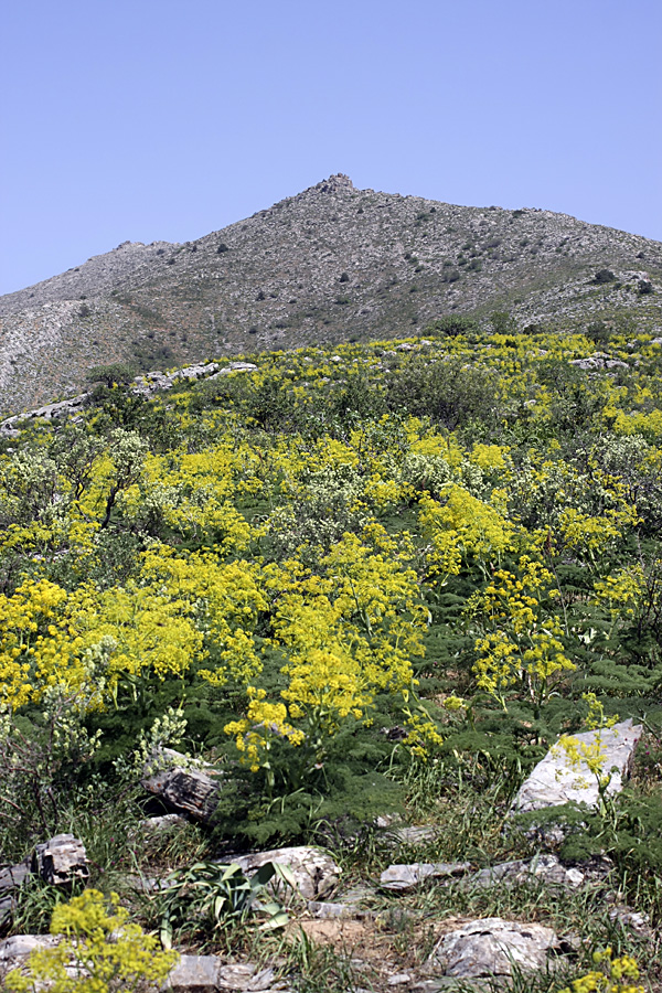 Гора Нурбай, image of landscape/habitat.