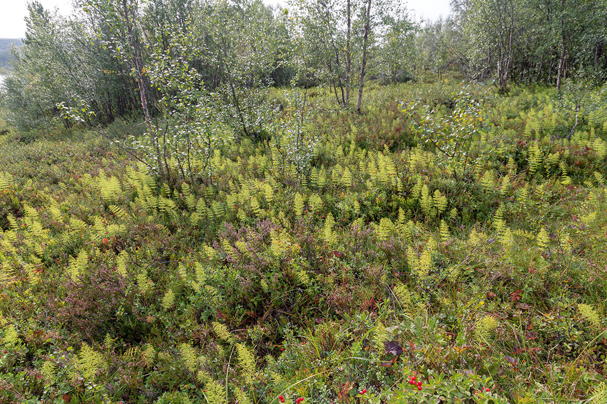 Мурманск, image of landscape/habitat.