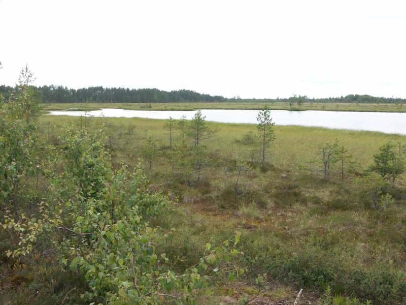 Болото Большой мох, image of landscape/habitat.