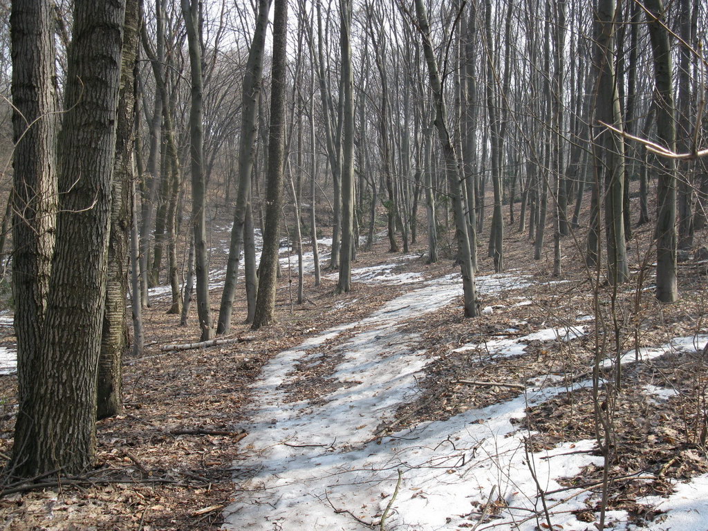 Ботсад им. Гришко, image of landscape/habitat.