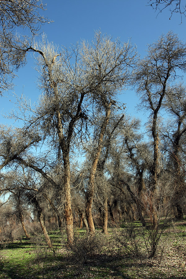 Окрестности Сюткента, image of landscape/habitat.