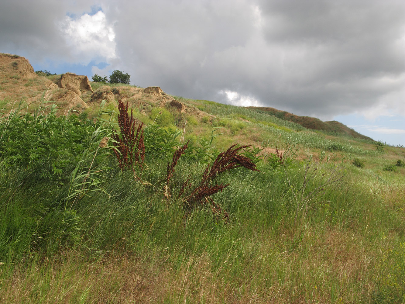 Дубовый Рынок, image of landscape/habitat.