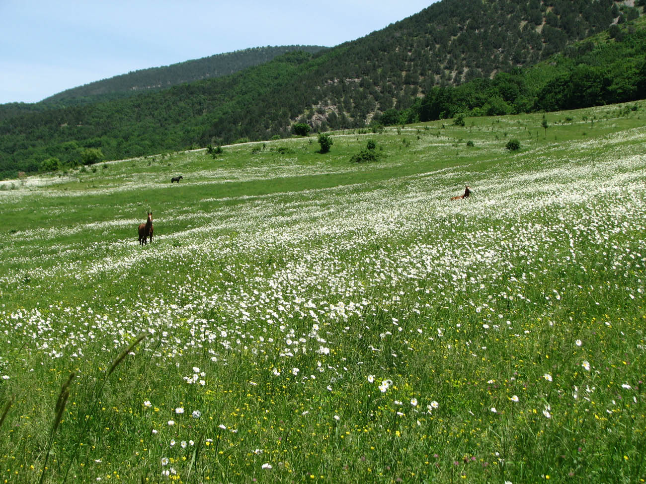 Байдарская долина, image of landscape/habitat.